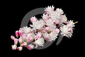 Fuzzy Deutzia Flowers on Black Background