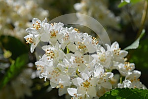 Fuzzy deutzia Macrocephala