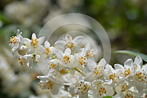 Fuzzy deutzia Macrocephala