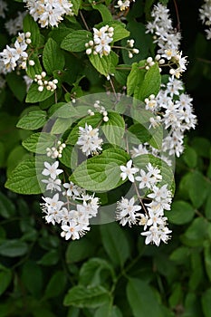 Fuzzy deutzia ( Deutzia scabra ) flowers.