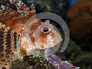Fuzzy Dwarf Lion fish Close up