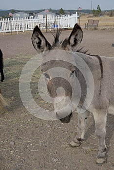 Fuzzy eared burro in paddock.