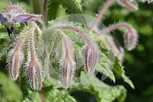 Fuzzy edible borage flowers or starflower