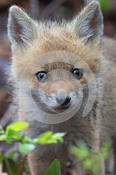 Fuzzy Faced Fox Pup