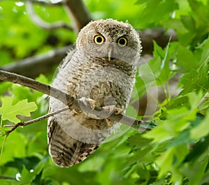 Fuzzy fluffy Eastern Screech Owlet