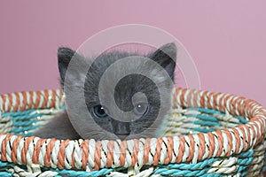 Fuzzy fluffy gray 4 week old tabby kitten peaking over the top of basket