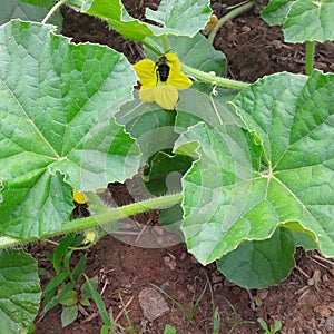 Fuzzy Garden Squash Bee