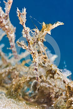 Fuzzy Ghost Pipefish (Solenostomus sp)