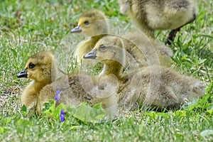 Fuzzy Goslings Sitting in the Grass