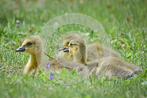 Fuzzy Goslings Sitting in the Grass