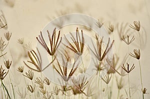 Fuzzy grass flowers