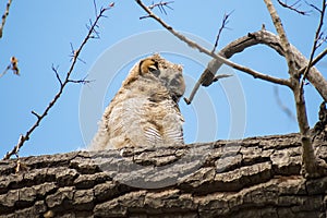 Fuzzy Great Horned Owl Nestling