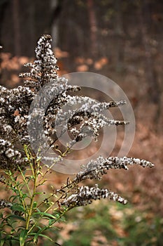 Fuzzy green autumn meadow plant with seeds photo