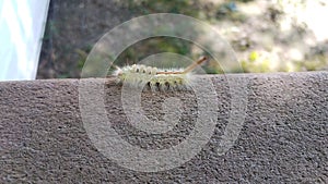 Fuzzy green caterpillar insect on wood railing