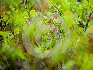 Fuzzy green leaf bud and pink wild blueberry flowers grow in early spring