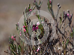 Fuzzy, green leaf bud and pink wild lingonberry flowers