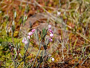 Fuzzy, green leaf bud and pink wild lingonberry flowers