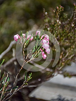 Fuzzy, green leaf bud and pink wild lingonberry flowers