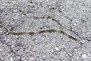 Fuzzy, hairy colorful caterpillars crossing the road