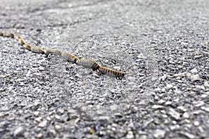 Fuzzy, hairy colorful caterpillars crossing the road