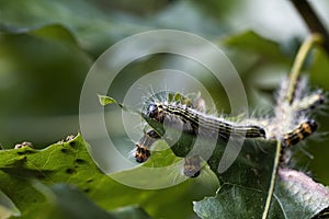 Fuzzy Hairy Datana contracta Moth Caterpillar - Morgan County Alabama USA