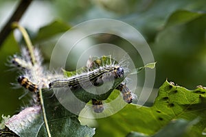 Fuzzy Hairy Datana contracta Moth Caterpillar - Morgan County Alabama USA