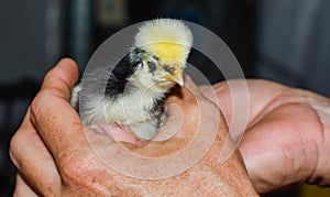 Fuzzy Headed Hand Held Baby Polish Chick