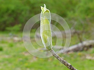 Fuzzy Leaf Bud 1