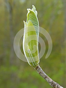 Fuzzy Leaf Bud 2