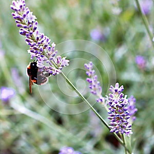 A fuzzy little bumble bee on lavender.
