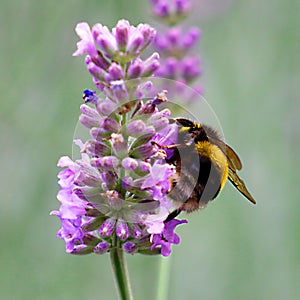 A fuzzy little bumble bee on lavender.