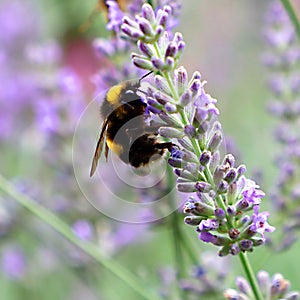 A fuzzy little bumble bee on lavender.