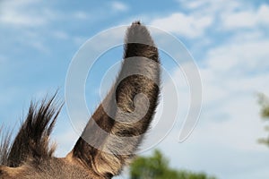 Fuzzy mini donkey ear closeup