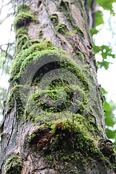 Fuzzy Moss Growing on the Trunk of a Tree in Ko`olau Forest, Maui, Hawaii