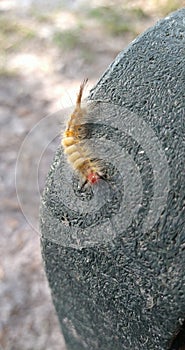 Fuzzy moth caterpillar