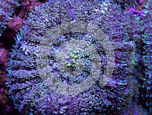 Fuzzy mushroom coral