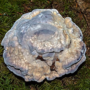 Fuzzy mushroom on pine duff