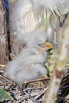 Fuzzy Newborn Snowy Egret Chick