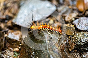 Fuzzy orange stinging caterpillar in Costa Rica