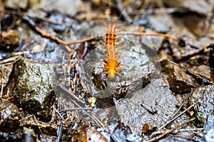 Fuzzy orange stinging caterpillar in Costa Rica