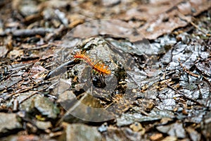 Fuzzy orange stinging caterpillar in Costa Rica