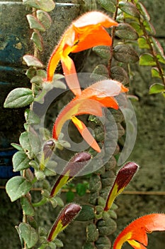 Fuzzy orange and yellow flowers