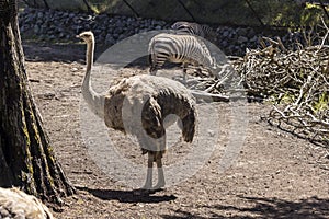 Fuzzy ostrich and two black and white zebras share an enclosure