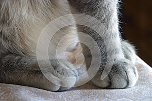 Fuzzy paws of a ktten.. A pettable texture. Grey tabby cat.