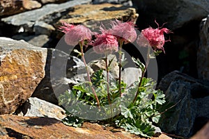 Fuzzy pink seedheads of Creeping Avens