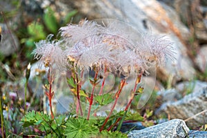 Fuzzy pink seedheads of Creeping Avens photo