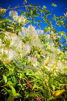 Fuzzy plant