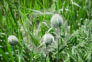 Fuzzy Plant Bulb