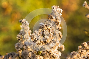 Fuzzy plant at sunset with soft focused background