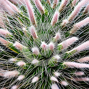 A fuzzy and prickly texture with cactus needles and wooly thistle1, Generative AI